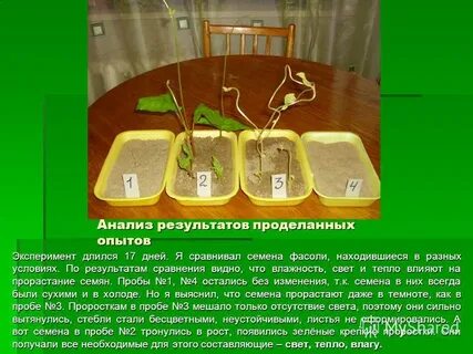 Опыт прорастить фасоль