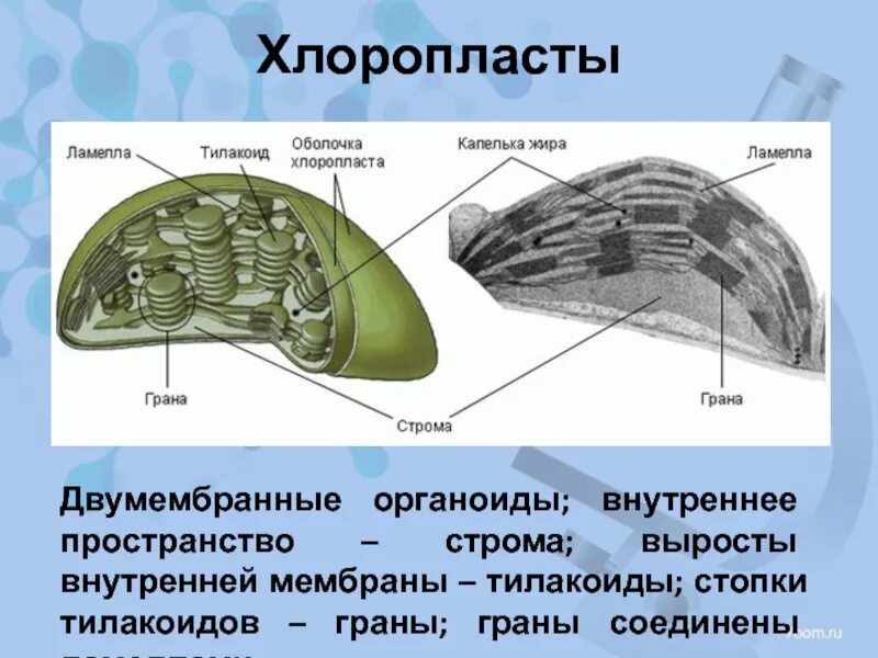 Состоит из тилакоидов гран и стромы. Строение хлоропласта егэ. органоиды хлоропласты егэ. строение хлоропласта ламелла. состав стромы хлоропласта.