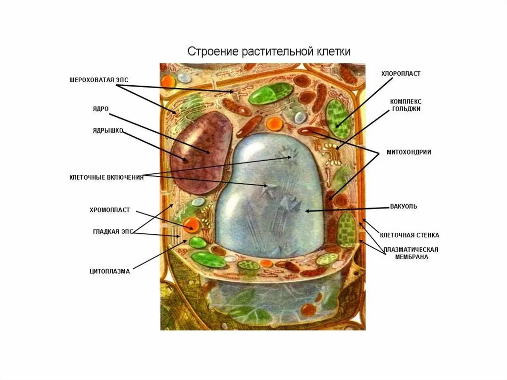 Растительная клетка утверждения. Строение эукариотической растительной клетки. Структура растительной клетки 6. Структура клетки растения схема. Строение клетки растительного происхождения.