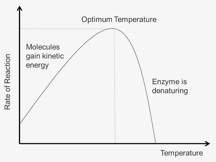 The effect of the temperature. Impact enzymatic catalys of temperature. enzyme activity assay. temperature shift. how volume and temperature affect reaction.