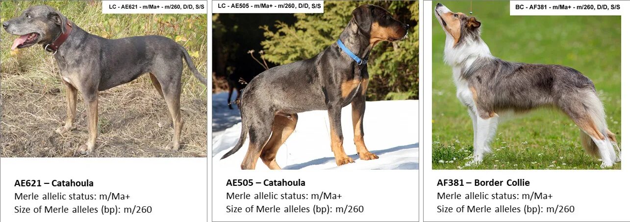 Фенотип москвича собака. Фенотип собаки. Окрас колли генотип. Фенотип аст собака. Фенотип фокстерьера.