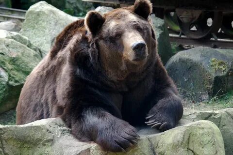 Bear bells