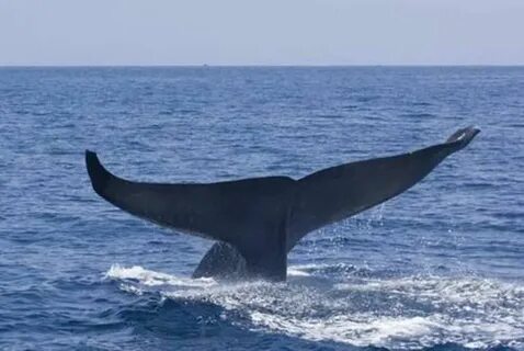 Big whale