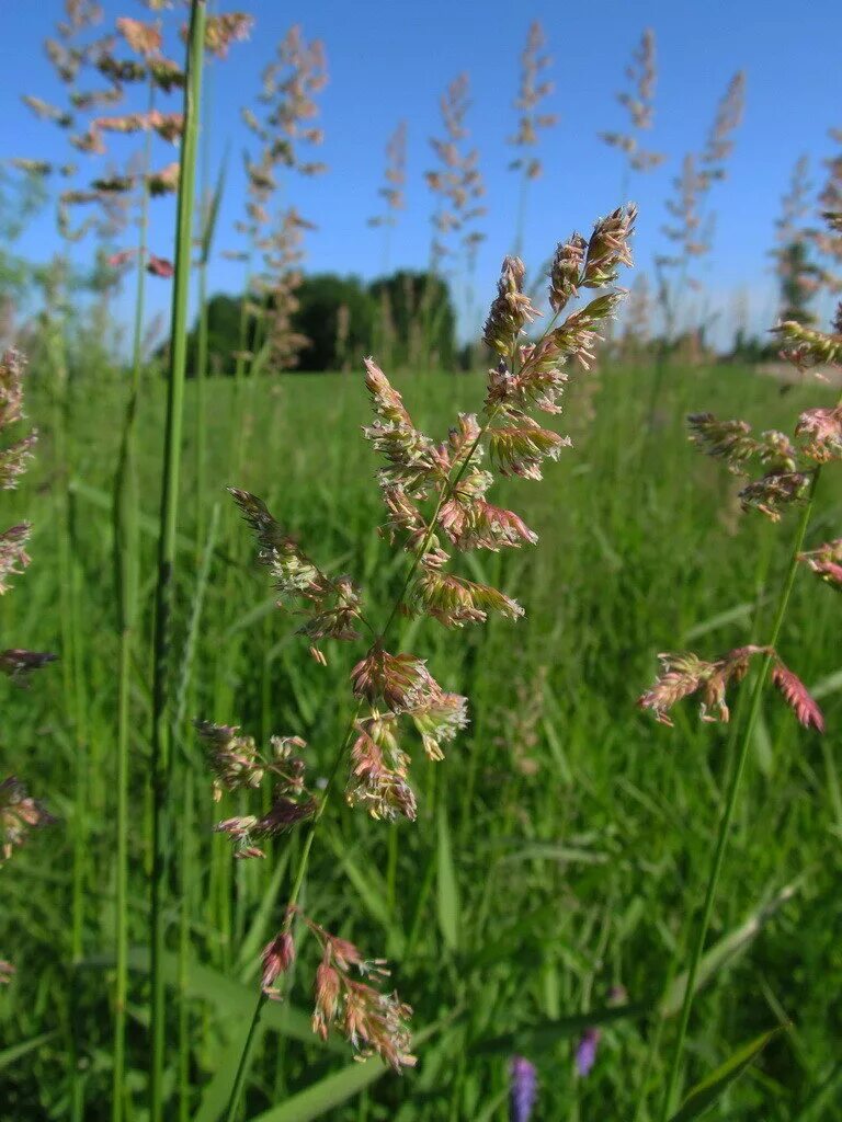 Злаковые луговые. Лисохвост Луговой (Alopecurus pratensis).. Трава Зубровка Колос. Лисохвост. Батлачок Луговой. Зубровка ползучая.