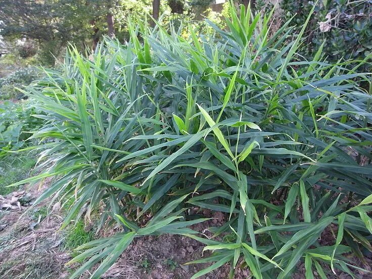 Как выглядит растение имбирь в природе фото Ingwer pflanzen Schritt-für-Schritt Anleitung ZENIDEEN Ginger plant, Growing