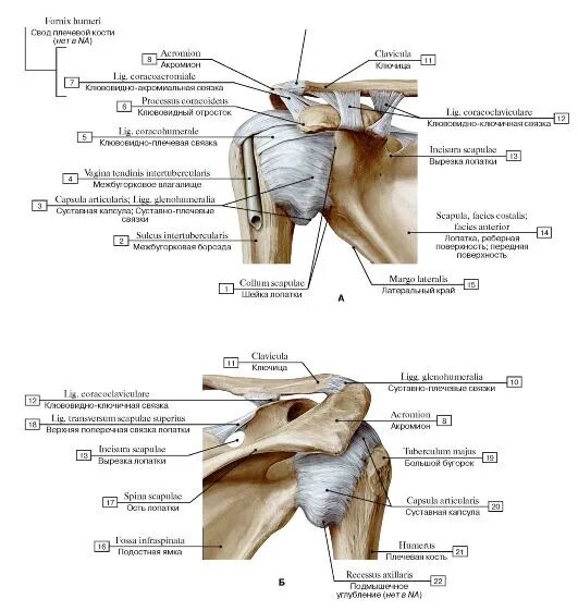 Соединения костей плечевого пояса. Строение плечевого сустава вид спереди. Строение связок плечевого сустава.