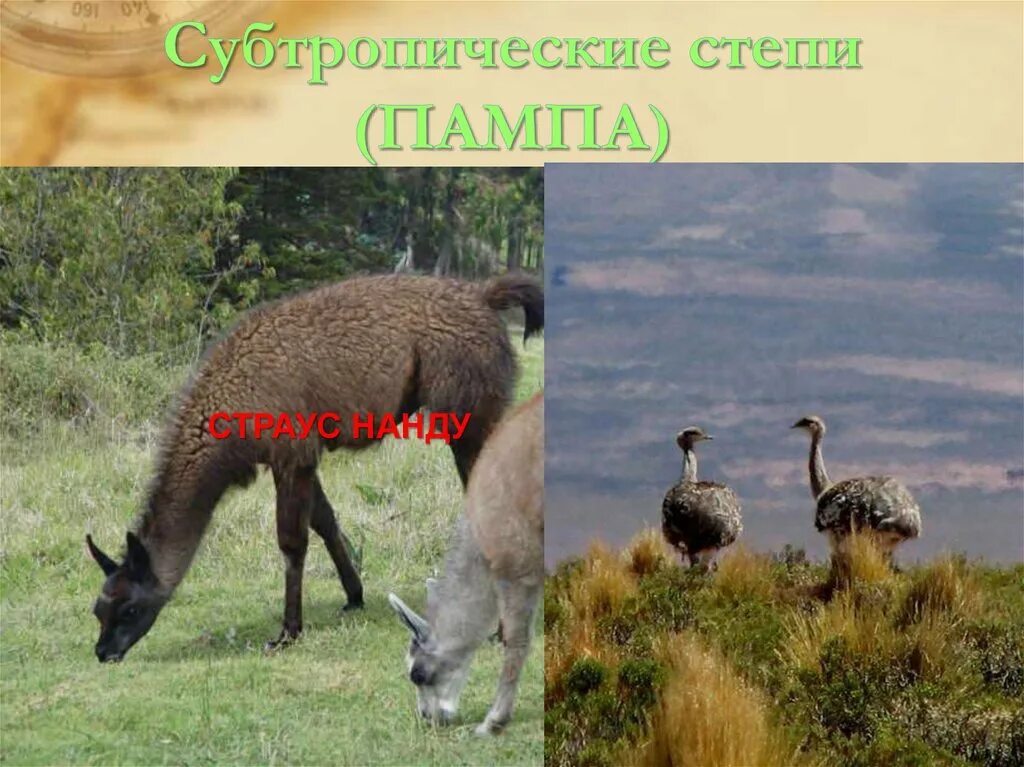 Животный мир субтропиков 4 класс. Животные степной зоны. Животные степи. Животный мир субтропических степей. Животный мир степи.