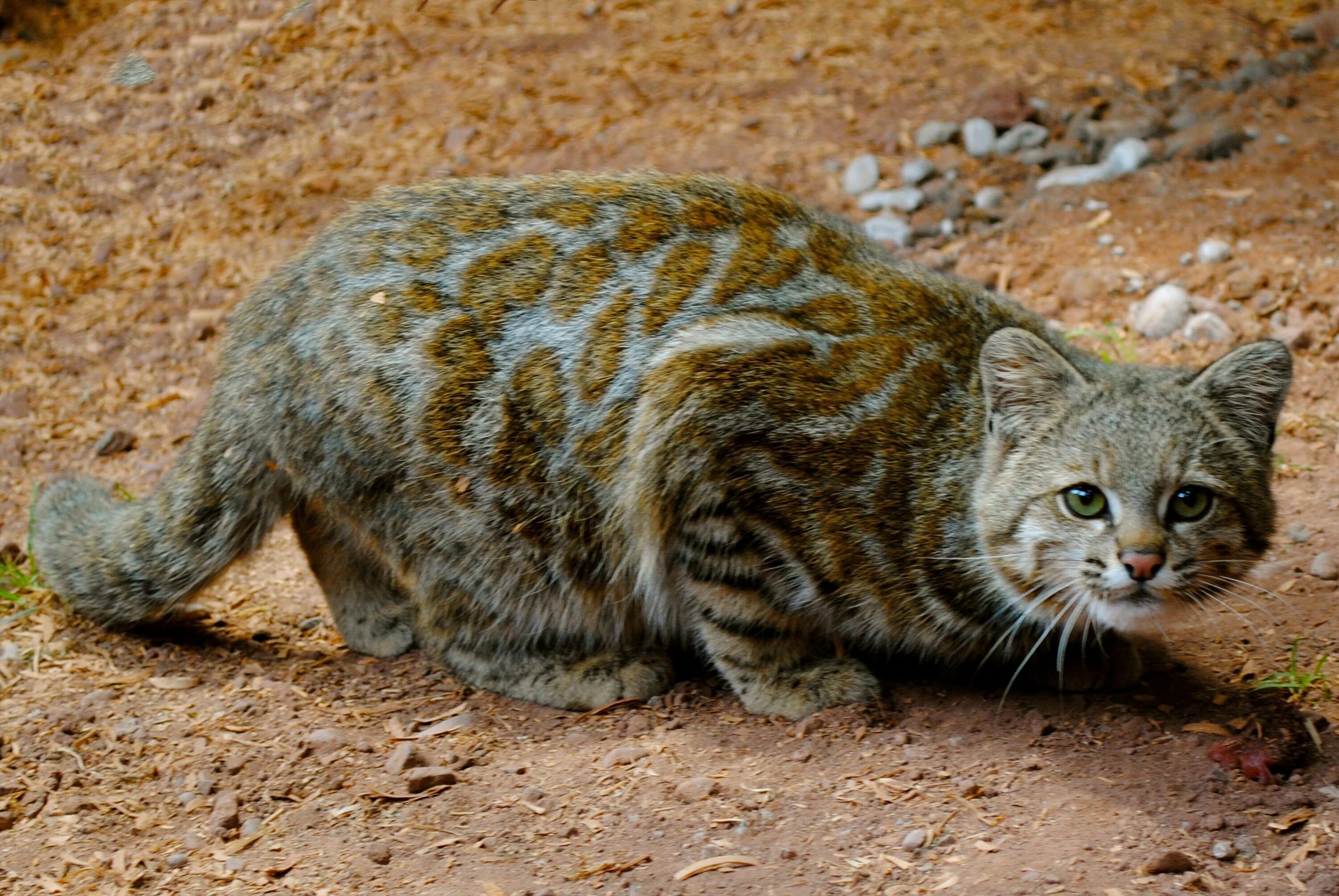 Тип кошачьих
