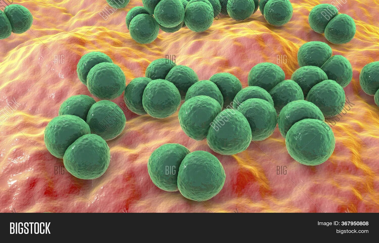 Микробы стрептококки. Streptococcus thermophilus. Стрептококк 3. Бактерии стрептококки. Пиогенный стрептококк.