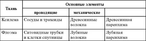 Характеристика клеток флоэмы