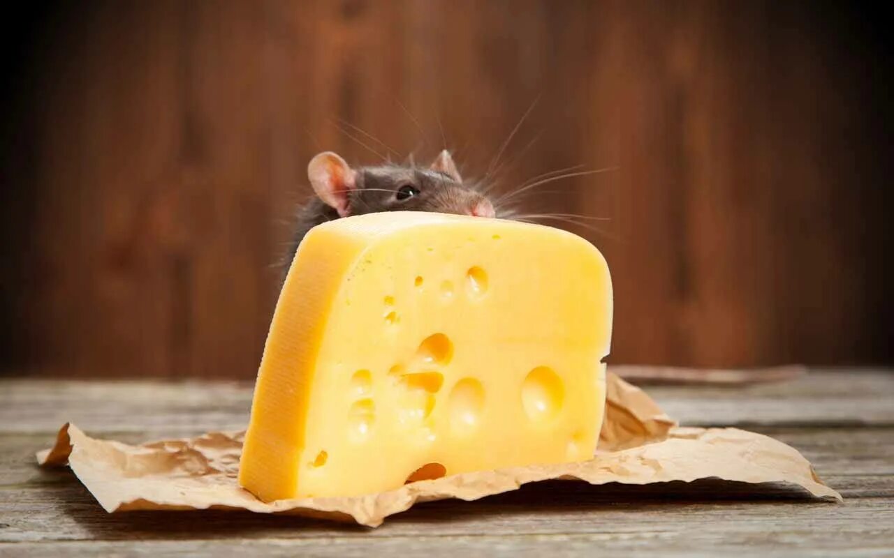 Номер 529 по математике 6 класс. Мыши съели четверть головки сыра,. В погребе хранилось несколько головок сыра. В погребе хранилось несколько головок сыра. Впр по математике в погребе хранилось несколько головок сыра.