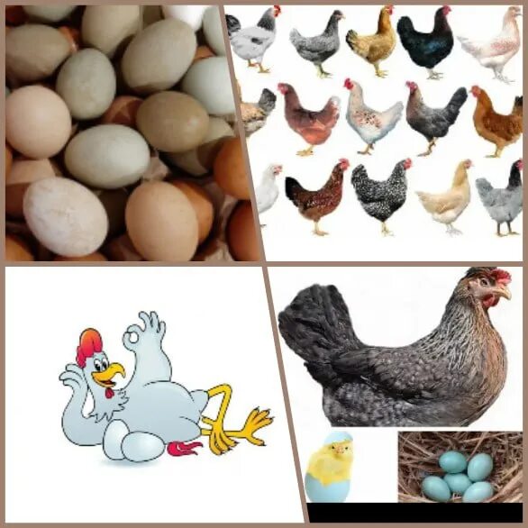Купить инкубационное яйцо, продажа кур молодок Доминанта, куриц несушек Dominant