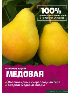Груша медовая описание и фото