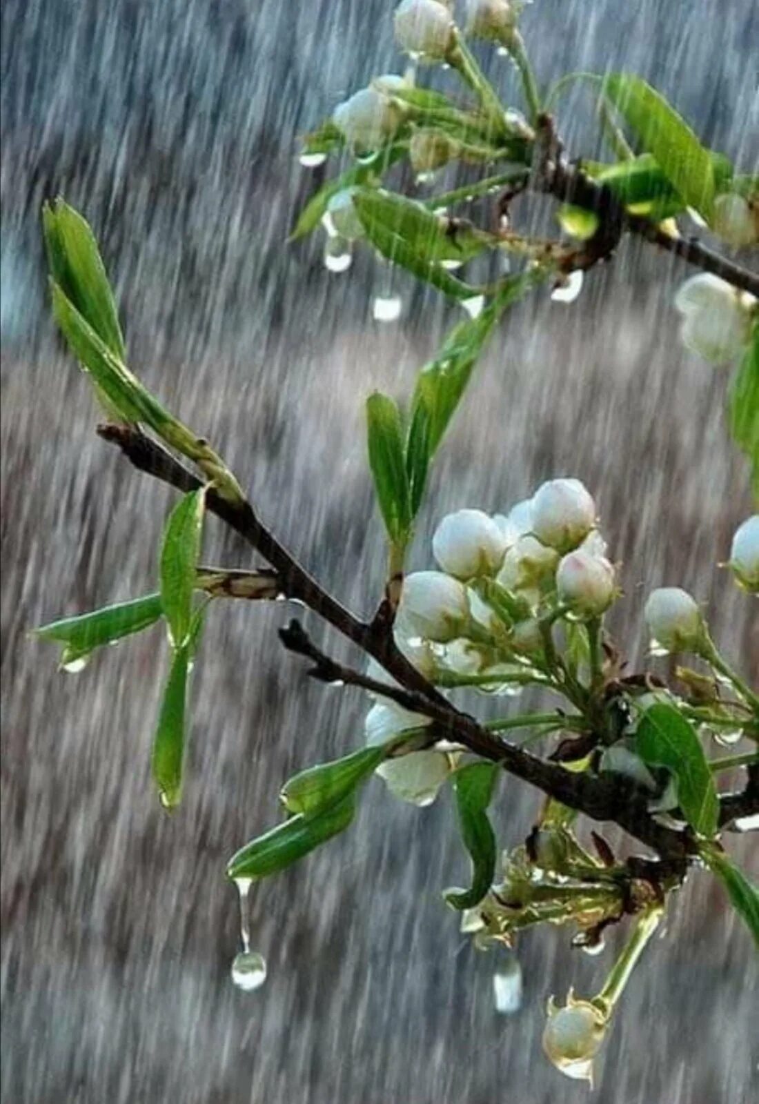 Доброе дождливое утро весны. Весенний дождь. Весенний дождик.