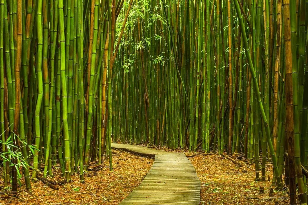 Бамбук видео. Бамбук в индокитае. Растения австралии бамбук. Бамбук видео. Мексиканский плакучий бамбук.