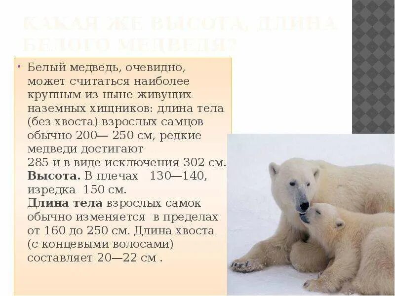 Текст белый медведь 4 класс. Рассказ о белом медведе. Интересные истории о белом медведе. Белый медведь презентация. Доклад про белого медведя.