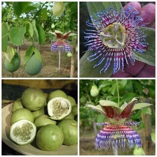 Северная маракуйя