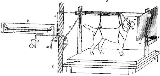 Станок Павлова. Собака в станке. Собака Павлова. Станок для фиксации собак. Павлов направление