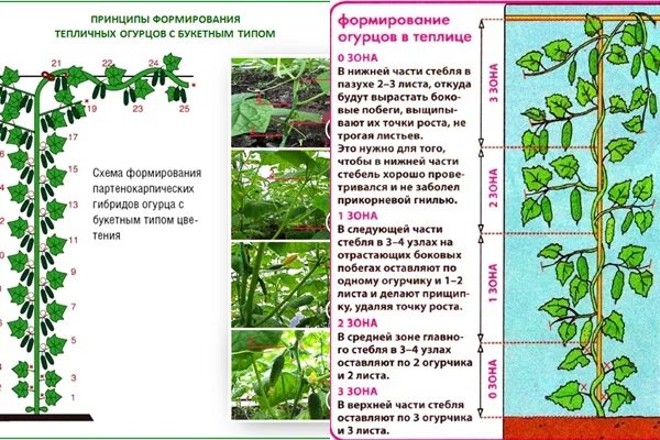 Какие листья обрывать. Обрезка листьев у огурцов в теплице схема. Огурцы прищипывание боковых побегов. Схема обрезки огурцов в парнике. Схема формирования огурцов партенокарпических огурцов.