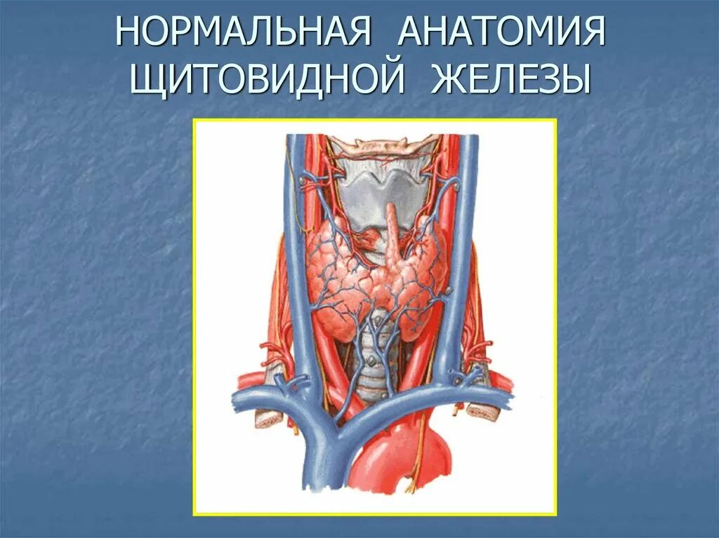 В какую систему входит щитовидная железа. Щитовидная железа анатомия неттер. щитовидная железа топографическая анатомия. анатомический атлас щитовидная железа. паращитовидные железы атлас неттер.