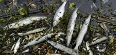Какая рыба водится в иртыше