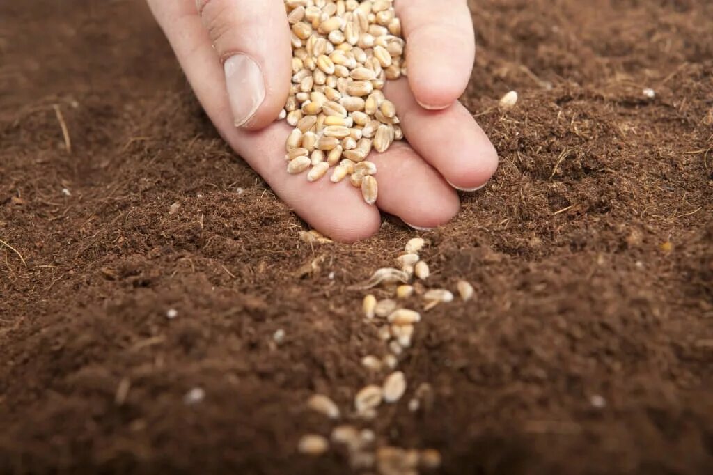Посеявший зерно самоклеящаяся. Сеять зерно. Сеем зерна разумного. Рожь посевная семена. Картина семена пшеницы в почве.