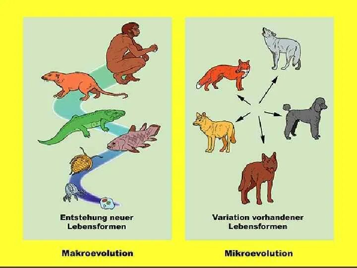 Тест по биологии микроэволюция. Микроэволюция. Макроэволюция. Микроэволюция и Макроэволюция. Примеры макроэволюции.