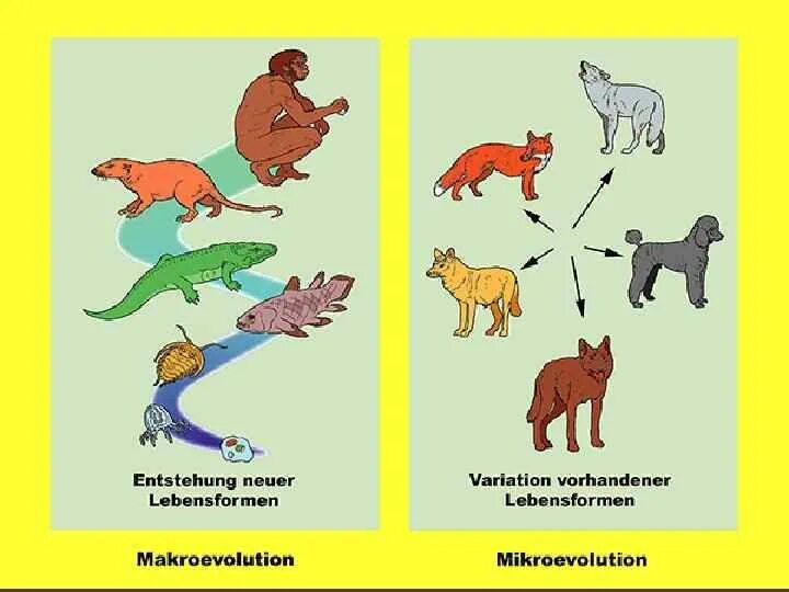 Микроэволюция. Макроэволюция. Микроэволюция и Макроэволюция. Примеры макроэволюции. Тема микроэволюция и макроэволюция