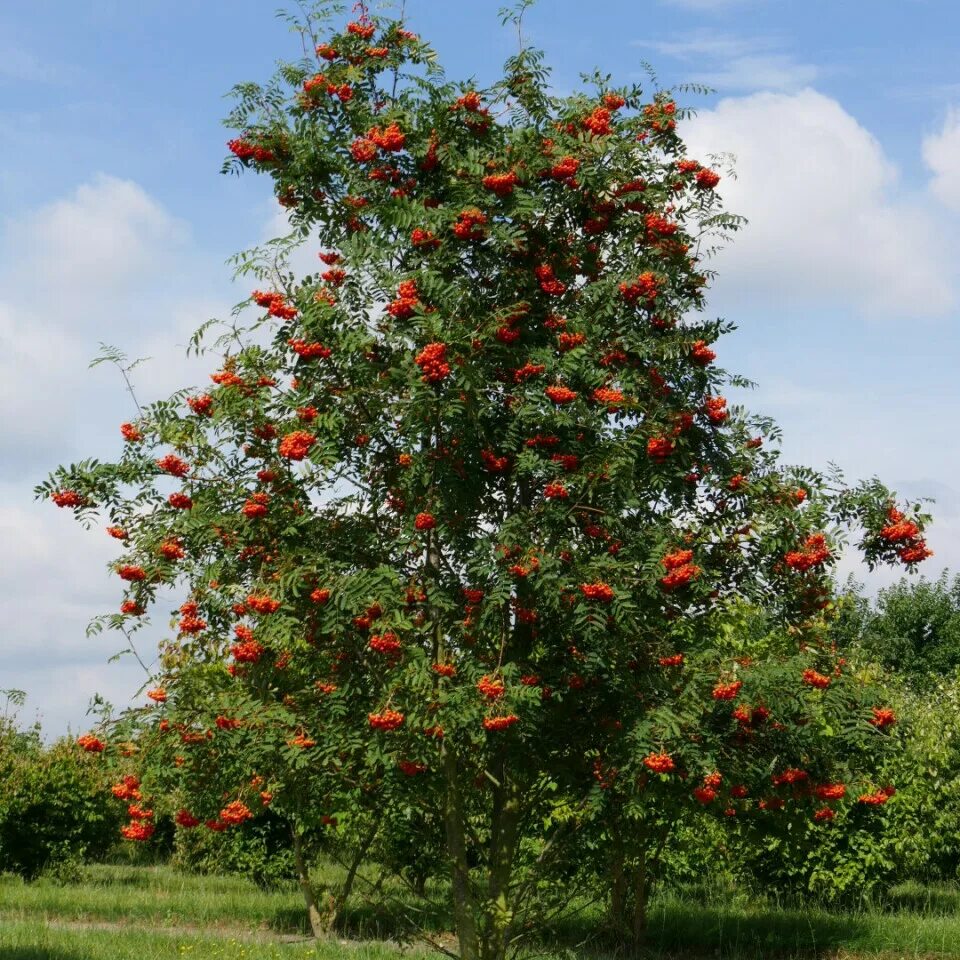 Рябина Sorbus aucuparia. Рябина обыкновенная. Sorbus aucuparia дерево.