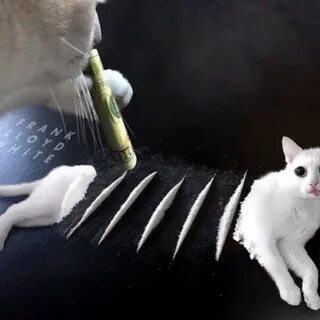 Котик самбука