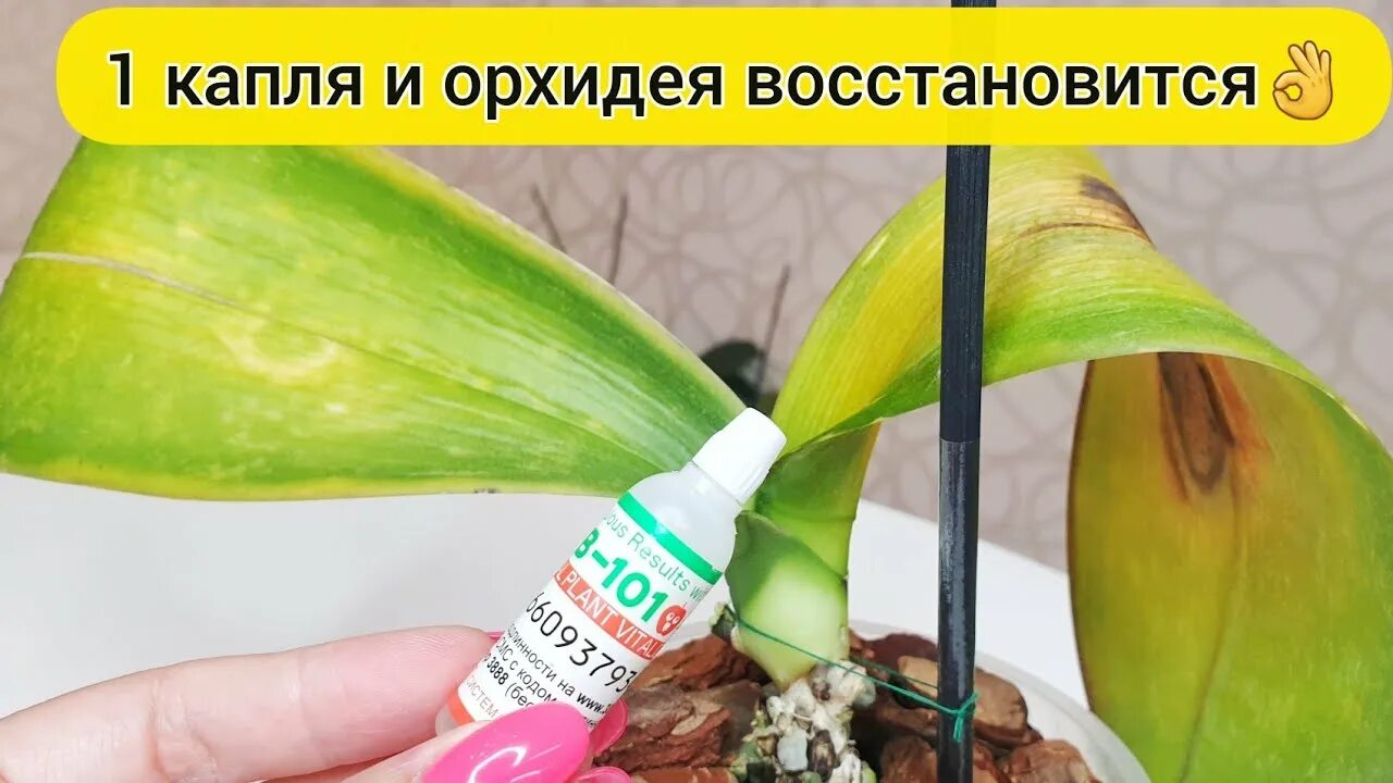 Как быстро реанимировать орхидею