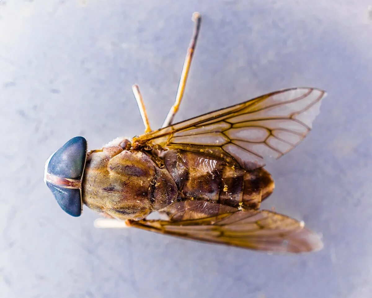 Муха осовидка мимикрия. Мушка насекомое. Горбатая муха. Musca domestica комнатная муха. Крылатые мухи.