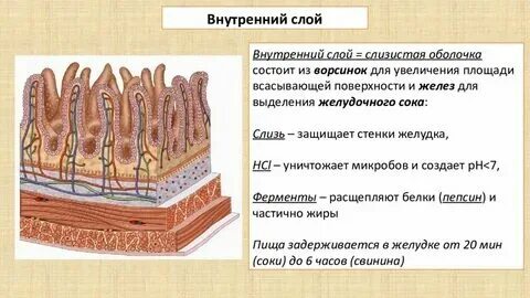 Образует прослойки внутренних органов