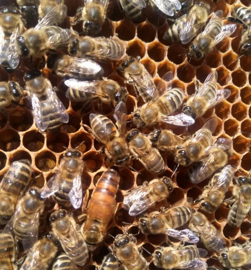 Купить семью пчел. Пасека пучковых пчеломатки Бакфаст. Расплод Бакфаст. Матка пчелы. Бакфаст в67.