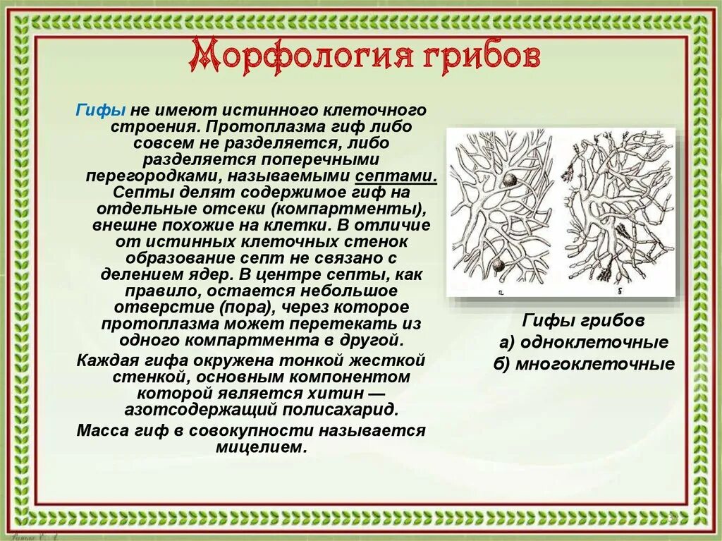 Признаки грибов кратко. Грибы микробиология морфология. Морфология грибов микробиология. Морфологическое строение грибов. Грибы особенности морфологии микробиология.