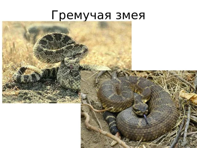 Prairie Rattlesnake Stok Fotoğraflar & Dil çıkartmak‘nin Daha Fazla Resimleri - 