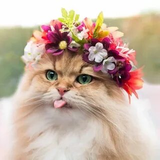 Смешные картинки цветов