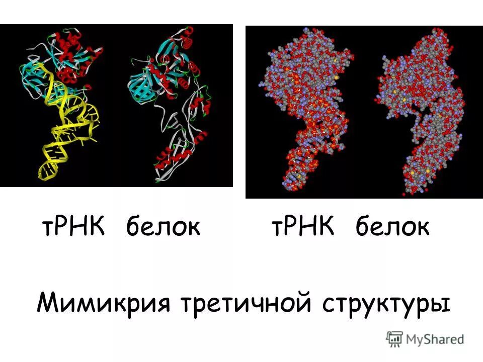 Стрептококк молекулярная Мимикрия. Молекулярная Мимикрия паразитов. Мимикрия антигенов. Молекулярная Мимикрия схема.