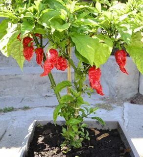 Carolina reaper