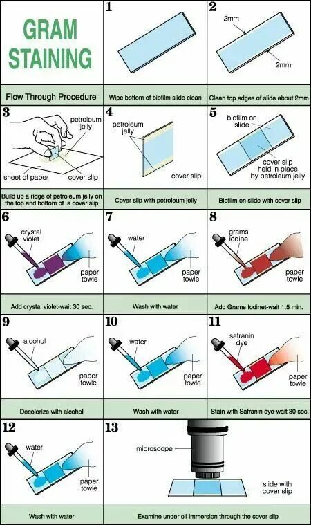 Wait sec. Gram staining. Microbiology staining. Procedure. Blotting procedures.