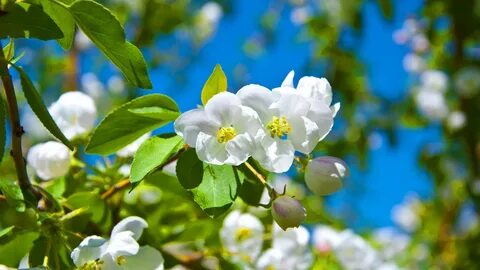 Жыныстық қатынастан кейін Гаспаж құлды кискасынан шәует шығаруға мәжбүр етеді