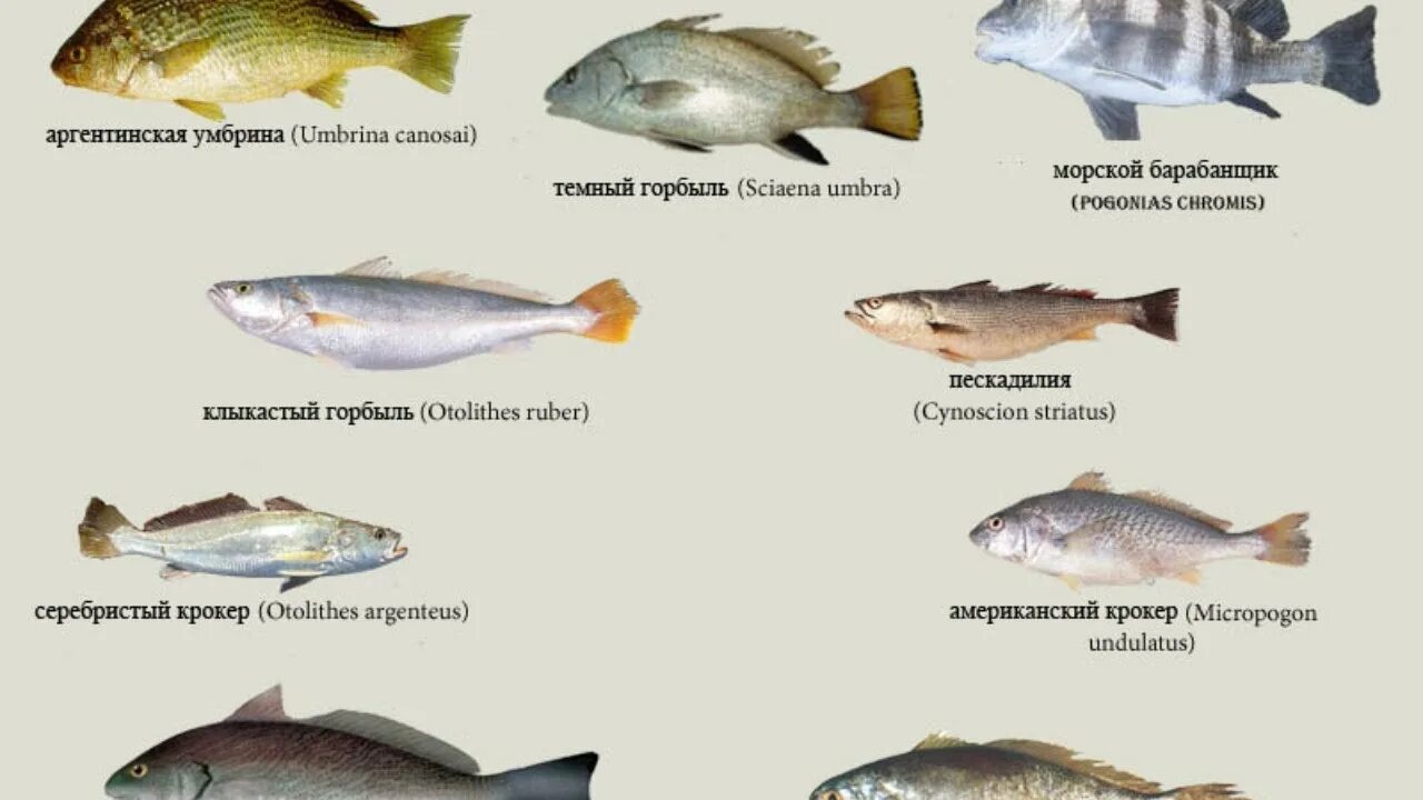 Какую рыбу называют морской щукой