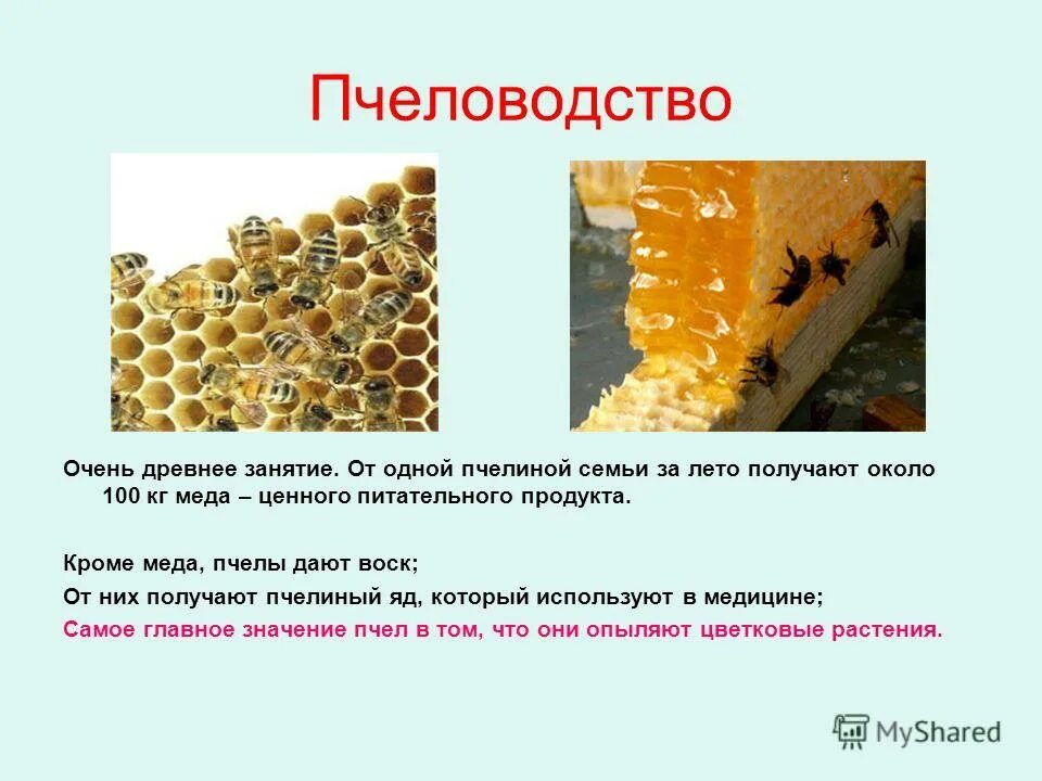 Сколько пчелы дают. Презентация на тему продукты пчеловодства. Получаемая продукция пчелы. Продукция пчел, кроме меда.. Продукты пчёл кроме меда.