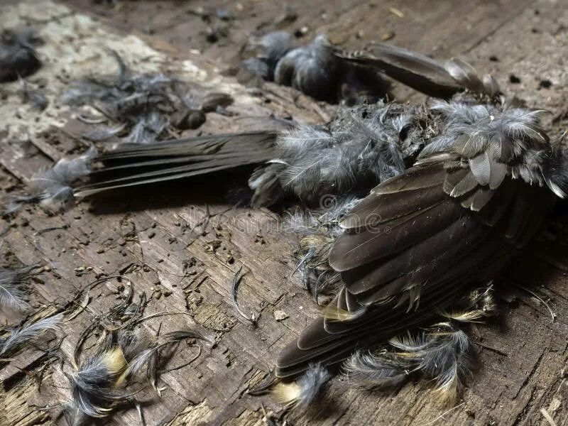 Birds killing. Бронзовая птичка мертвая.