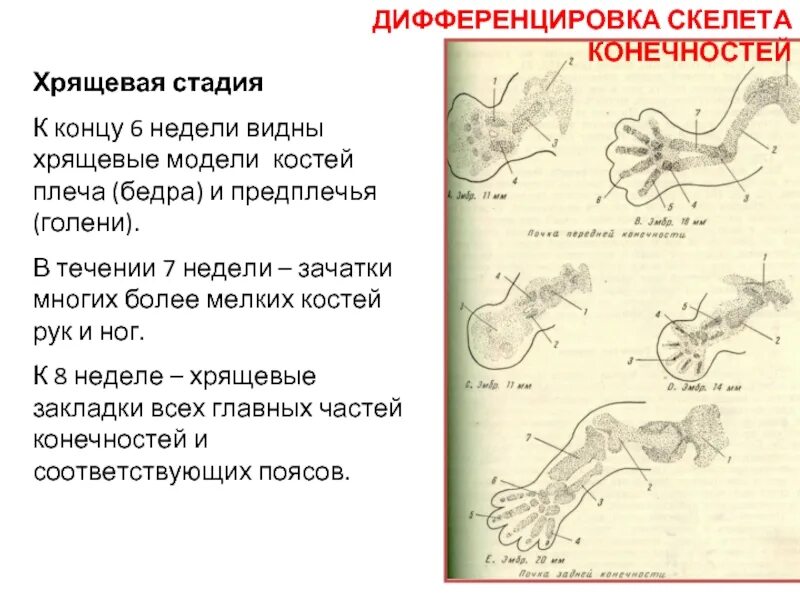 Дифференцировка скелета конечностей. Хрящевая модель кости. Хрящевая стадия развития скелета. Образование хрящевой модели кости.