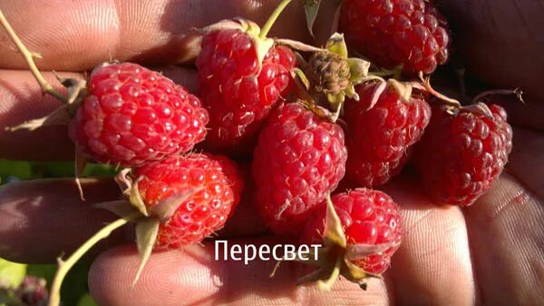 Малина пересвет описание фото