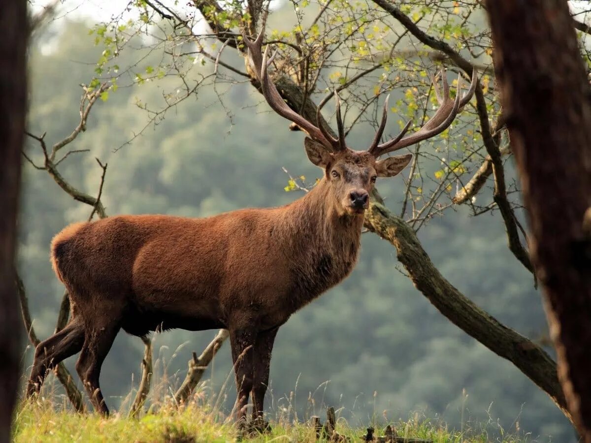 Крупные млекопитающие животные крыма. Самое многочисленное млекопитающее. Млекопитающие горного крыма. Крупные млекопитающие животные крыма. Млекопитающие крыма.