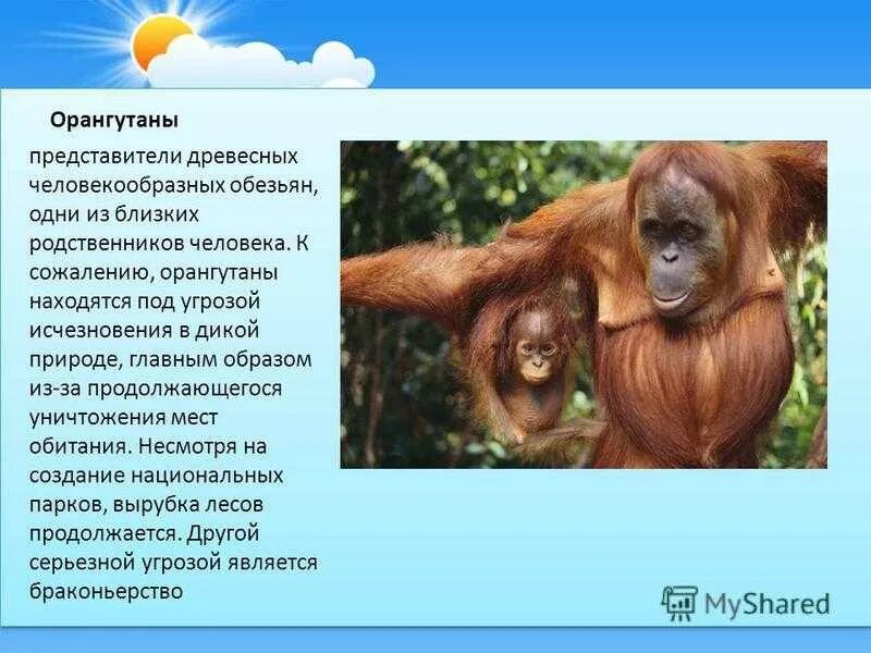 Обезьяны 1 класс. Орангутанг описание животного. Животные из красной книги России орангутант. Описание обезьяны. Орангутан из красной книги.