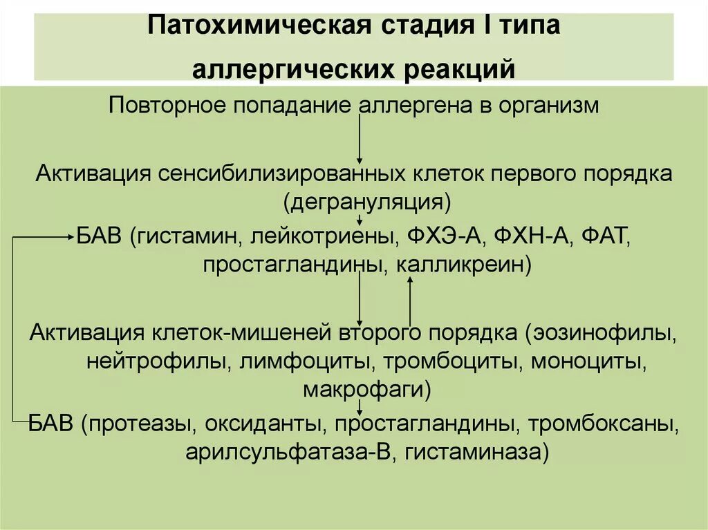 В первой стадии реакции. Патохимическая стадия аллергической реакции. Патохимическая стадия аллергических реакций клеточного типа .. Стадии аллергический реакций первого типа. Стадии аллергической реакции 1 типа.