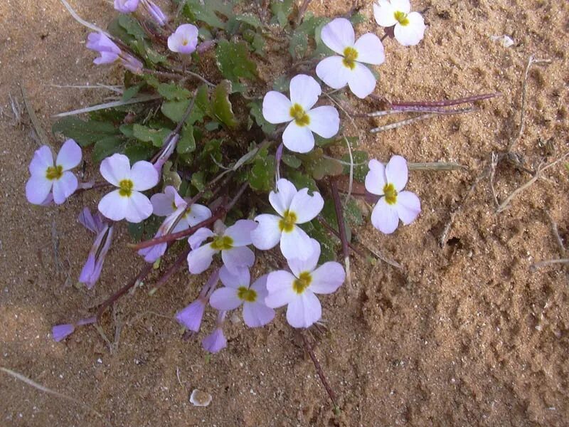 Малькольмия Приморская. Malcolmia littorea. Малькольмия Туркестанская плод. Малькольмия Африканская. Малькольмия